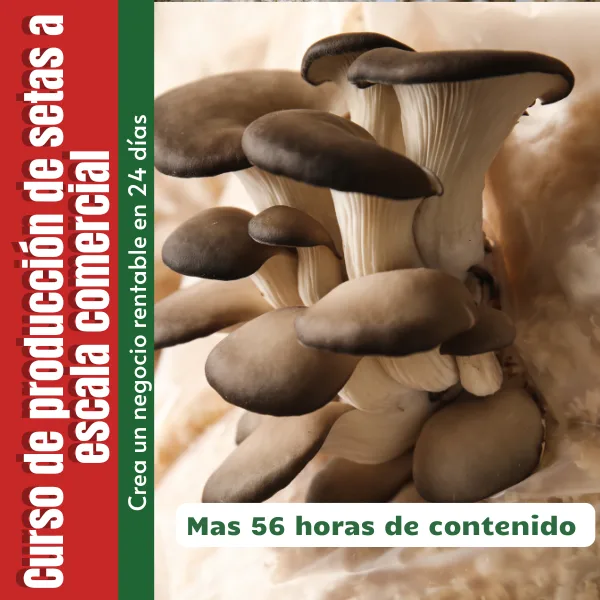 Portada del curso Cultivo de Setas Orellanas a escala Comercial